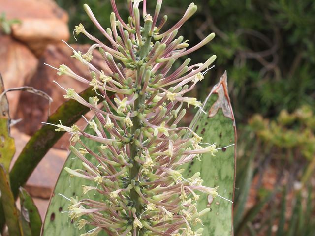 Sanseveria hyacinthoides Perennials